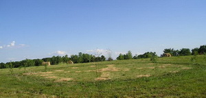 Trees around Medicine Wheel