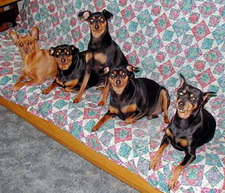 The five MinPins